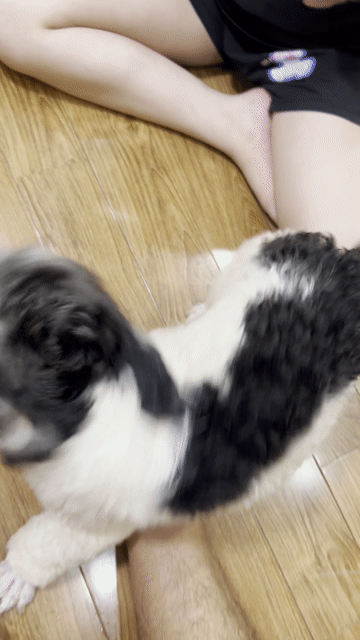 Chó Poodle Bò sữa đực 6 tháng. Mua bán Chó tại Quận Hà Đông Hà Nội được đăng bởi Trần Hùng hình 1