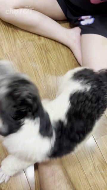 Chó Poodle Bò sữa đực 6 tháng. Mua bán Chó tại Quận Hà Đông Hà Nội được đăng bởi Trần Hùng hình 1