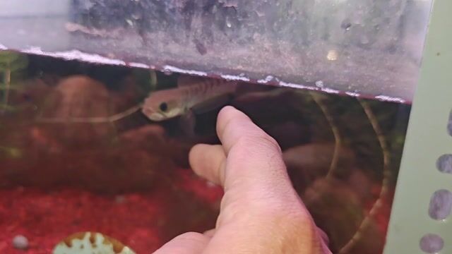 Cá cảnh Tiểu hoàng đế 12-13 cm Fin cao. Mua bán Thú cưng khác tại Quận 7 Tp Hồ Chí Minh được đăng bởi Khang Lê Vĩ hình 1