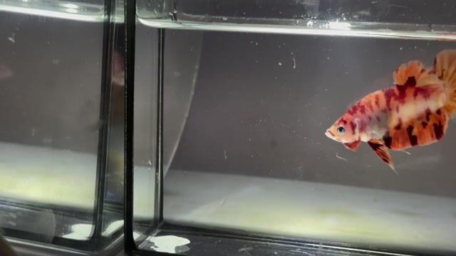 Cá Betta nhiều màu khỏe mạnh. Mua bán Thú cưng khác tại Quận Tân Phú Tp Hồ Chí Minh được đăng bởi Khoa Nguyen hình 1