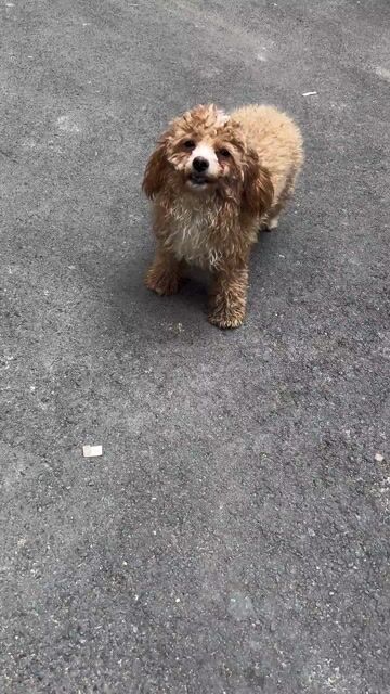 Chó Poodle cái 8 tháng. Mua bán Chó tại Quận Đống Đa Hà Nội được đăng bởi Đức Anh HP hình 1