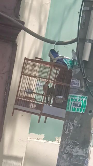 Chim chào mào Đực size To con Nâu đen trắng. Mua bán Chim tại Quận Tân Phú Tp Hồ Chí Minh được đăng bởi ti ti hình 1