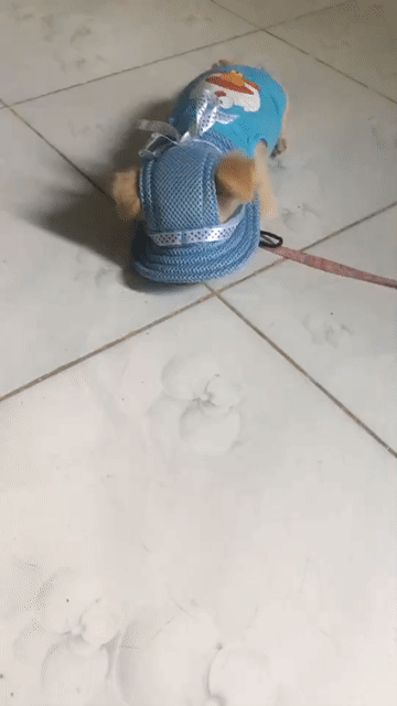 Chó Mini Cái Nâu vàng. Mua bán Chó tại Huyện Hòa Thành Tây Ninh được đăng bởi Lonely Heart hình 1