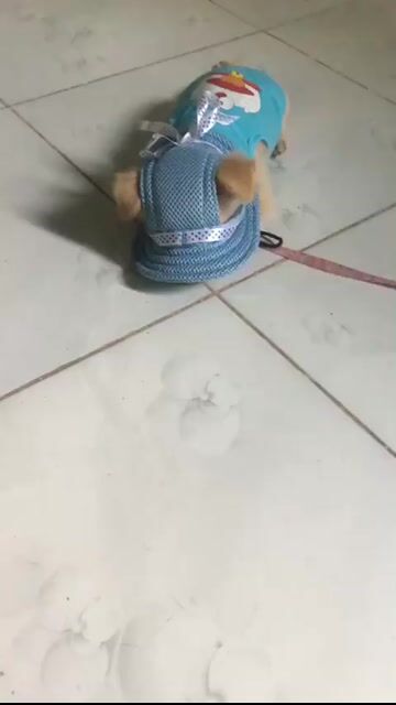 Chó Mini Cái Nâu vàng. Mua bán Chó tại Huyện Hòa Thành Tây Ninh được đăng bởi Lonely Heart hình 1
