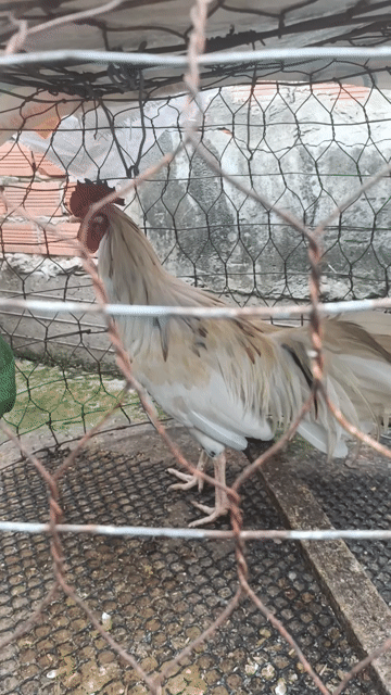 Gà chọi trống 2.35kg. Mua bán Gà tại Huyện Thủ Thừa Long An được đăng bởi ga noi long an hình 1