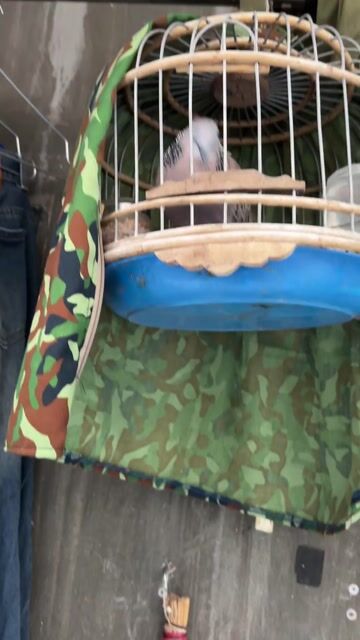 Chim Bồ câu Xám trắng. Mua bán Chim tại Thành phố Biên Hòa Đồng Nai được đăng bởi Hùng Nguyễn hình 1