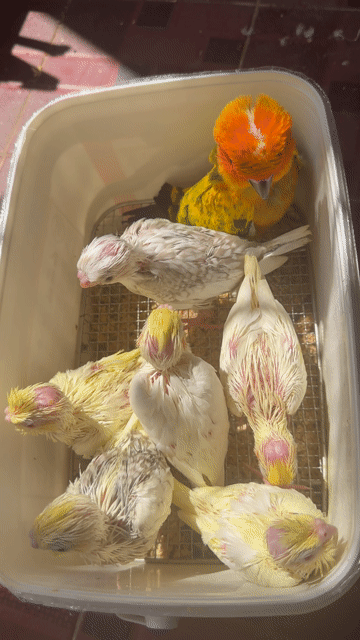 Chim Cockatiel non Vàng nhạt. Mua bán Chim tại Thị xã Gò Công Tiền Giang được đăng bởi Huỳnh Phong hình 1