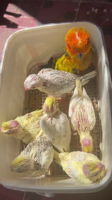 Chim Cockatiel non Vàng nhạt. Mua bán Chim tại Thị xã Gò Công Tiền Giang được đăng bởi Huỳnh Phong hình 1