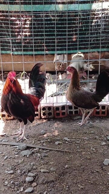 Gà tre mini cặp trống mái. Mua bán Gà tại Huyện Chợ Gạo Tiền Giang được đăng bởi  Cao Kỳ hình 1