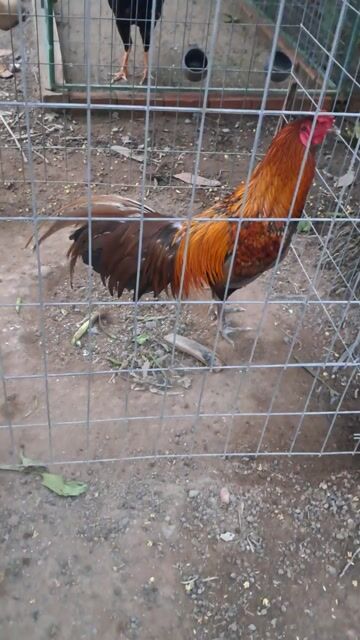 khét 2ki7. Mua bán Gà tại Huyện Châu Thành Tiền Giang được đăng bởi Trường hình 1