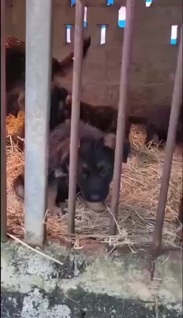 Chó Becgie Đen vàng. Mua bán Chó tại Huyện Bình Chánh Tp Hồ Chí Minh được đăng bởi Trường Bùi nguyên hình 1