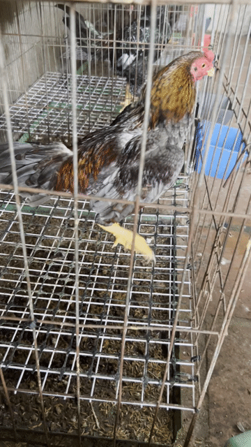Gà Asil rặc trống 1.4kg nọc. Mua bán Gà tại Quận Bình Thạnh Tp Hồ Chí Minh được đăng bởi Quốc thái hình 1