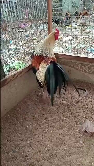 Gà chọi Chuối đực 2 kg. Mua bán Gà tại Huyện Bình Chánh Tp Hồ Chí Minh được đăng bởi Chan Sơn hình 1