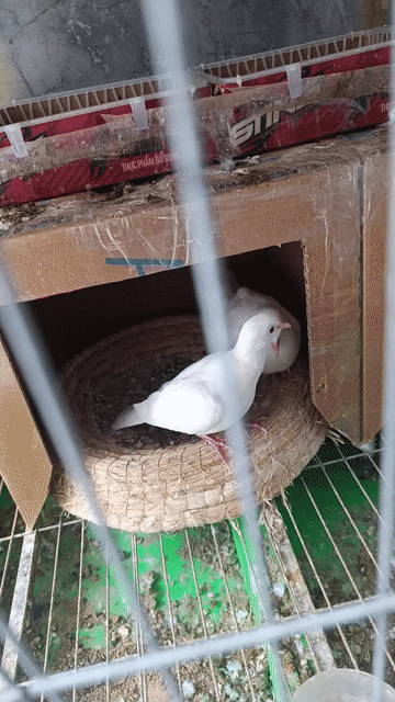 Chim bồ câu Cu Pháp Trắng. Mua bán Chim tại Huyện Nhà Bè Tp Hồ Chí Minh được đăng bởi Tấn Trần hình 1