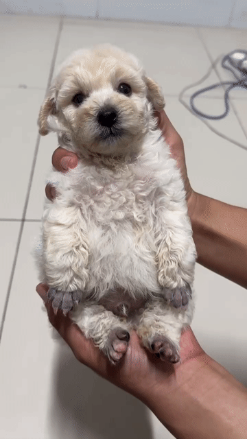 Chó Poodle Tiny Đực Trắng mơ. Mua bán Chó tại Huyện Long Hồ Vĩnh Long được đăng bởi TRIET 8386VL hình 1
