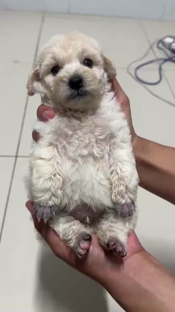 Chó Poodle Tiny Đực Trắng mơ. Mua bán Chó tại Huyện Long Hồ Vĩnh Long được đăng bởi TRIET 8386VL hình 1