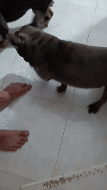 Chó French Bulldog đực Nâu đen. Mua bán Chó tại Quận Bình Tân Tp Hồ Chí Minh được đăng bởi mộc Chang  hình 1