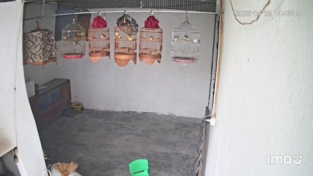 Chim Khuyên Vàng. Mua bán Chim tại Huyện Quỳnh Lưu Nghệ An được đăng bởi Nguyễn Mạnh Quyền hình 1
