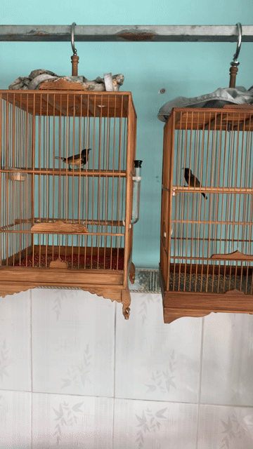 Chim cảnh 3 mùa màu Đen, vàng. Mua bán Chim tại Thành phố Thủ Đức Tp Hồ Chí Minh được đăng bởi van loc hình 1