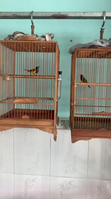 Chim cảnh 3 mùa màu Đen, vàng. Mua bán Chim tại Thành phố Thủ Đức Tp Hồ Chí Minh được đăng bởi van loc hình 1