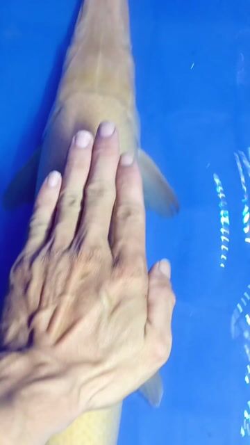 sấu abino  size 6x. Mua bán Thú cưng khác tại Quận 6 Tp Hồ Chí Minh được đăng bởi j cá hình 1