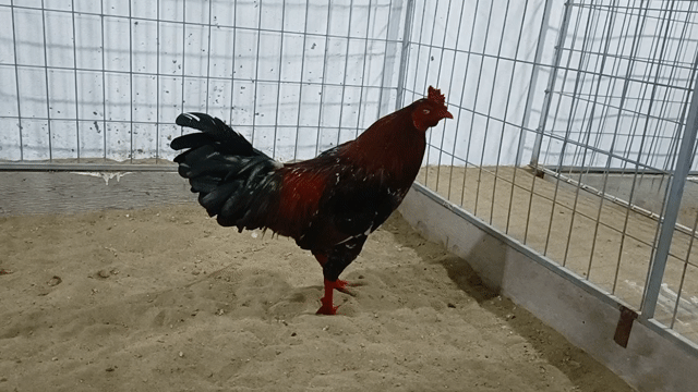 Gà chọi Điều bông 2.8kg 10 tháng. Mua bán Gà tại Thành phố Sóc Trăng Sóc Trăng được đăng bởi Tiền Gà  hình 1