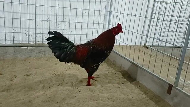 Gà chọi Điều bông 2.8kg 10 tháng. Mua bán Gà tại Thành phố Sóc Trăng Sóc Trăng được đăng bởi Tiền Gà  hình 1