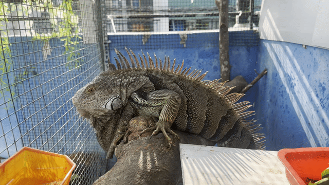iguana. Mua bán Thú cưng khác tại Quận Bình Tân Tp Hồ Chí Minh được đăng bởi Dương Minh Tú hình 1