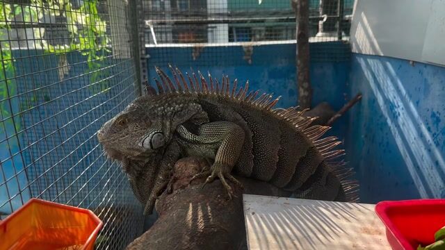 iguana. Mua bán Thú cưng khác tại Quận Bình Tân Tp Hồ Chí Minh được đăng bởi Dương Minh Tú hình 1