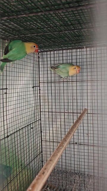 Chim Lovebird có viền. Mua bán Chim tại Thành phố Thủ Đức Tp Hồ Chí Minh được đăng bởi Goal Pr hình 1