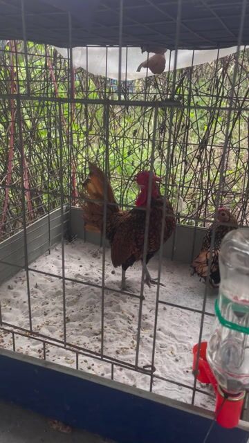 Gà cảnh Nâu đen đã đẻ 1 lứa. Mua bán Gà tại Huyện Thủ Thừa Long An được đăng bởi Ken Nguyễn  hình 1