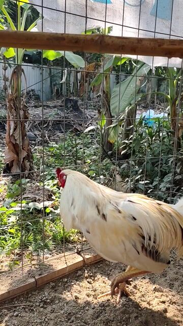 Bướm 2ky640 trạg 2ky8. Mua bán Gà tại Huyện Gò Công Tây Tiền Giang được đăng bởi Minh Luân  hình 1