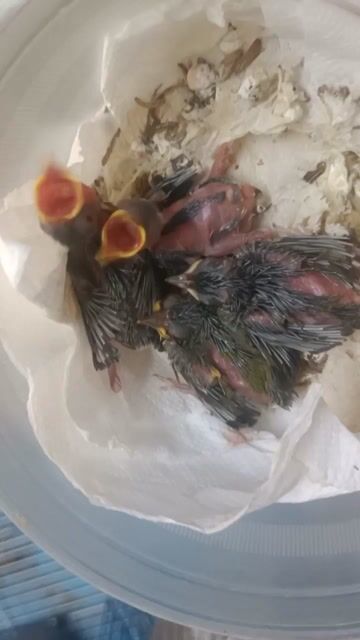 Chim Khuyên xanh non Quận 5. Mua bán Chim tại Quận 5 Tp Hồ Chí Minh được đăng bởi chim cảnh  hình 1