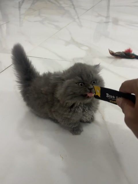 Mèo Anh lông ngắn chân lùn bình dương. Mua bán Mèo tại Thành phố Thủ Dầu Một Bình Dương được đăng bởi Tiệm Mèo Nhà Mon hình 1