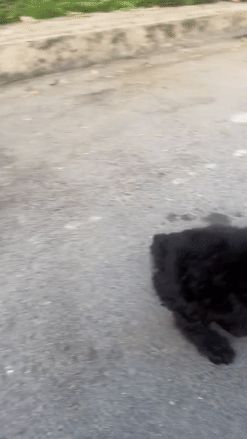 Chó Poodle Toy Đực Đen. Mua bán Chó tại Thành phố Thủ Đức Tp Hồ Chí Minh được đăng bởi Bất Cần hình 1
