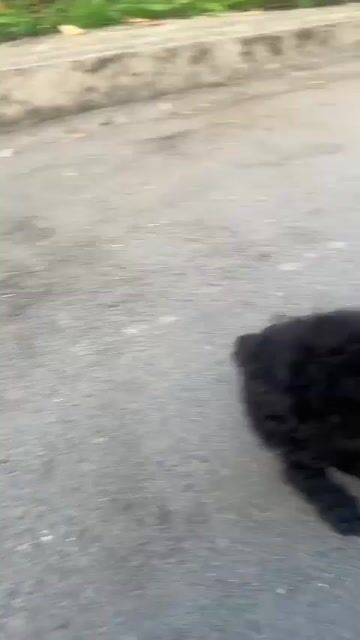 Chó Poodle Toy Đực Đen. Mua bán Chó tại Thành phố Thủ Đức Tp Hồ Chí Minh được đăng bởi Bất Cần hình 1