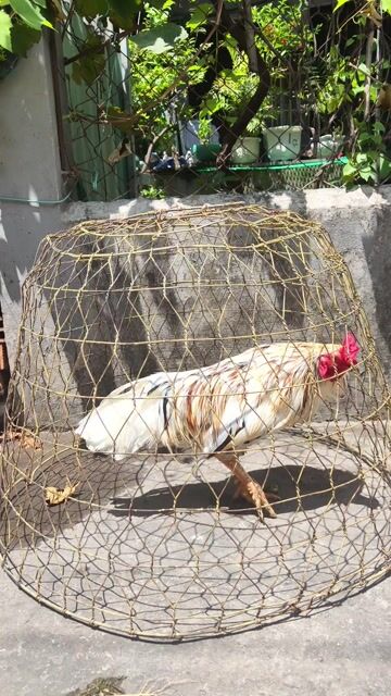 gà lôg bướm siu mỹ trang 3kg tay 1cuc log mới . Mua bán Gà tại Thành phố Thủ Dầu Một Bình Dương được đăng bởi Thanh Tiền hình 1