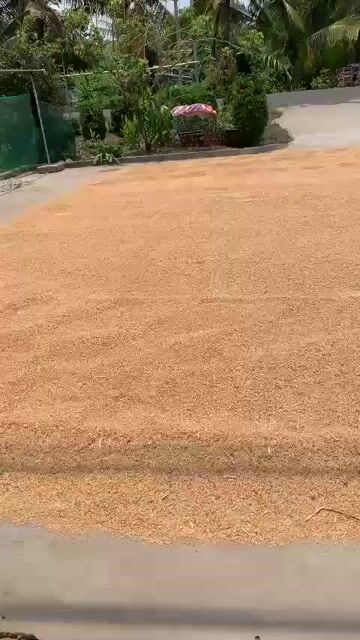 Gạo ST25 1kg. Mua bán Đồ ăn, thực phẩm và các loại khác tại Thị xã Tân Uyên Bình Dương được đăng bởi Nghia hình 1