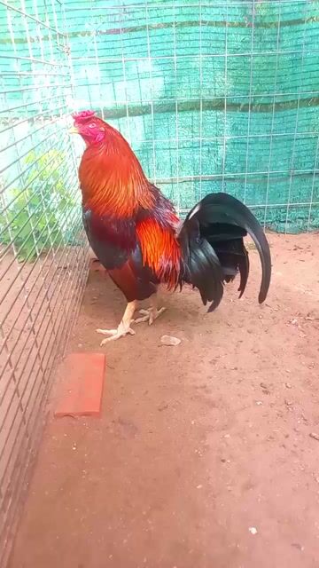 siu Mỹ. Mua bán Gà tại Huyện Tân Hiệp Kiên Giang được đăng bởi Tuyến  hình 1