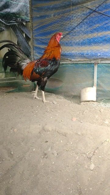 Gà đá Điều chân trắng 3.1kg Đực. Mua bán Gà tại Huyện Châu Thành Long An được đăng bởi Lê Thanh hình 1