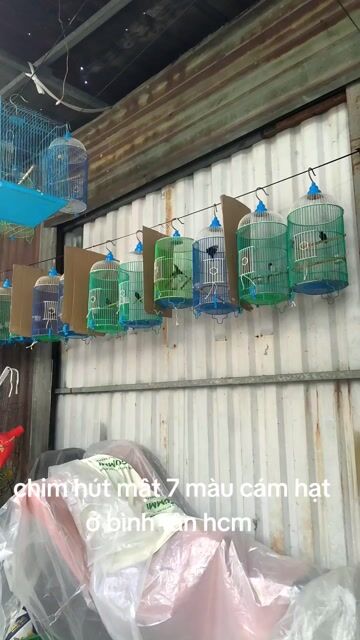 Chim hút mật  7 màu. Mua bán Chim tại Quận Bình Tân Tp Hồ Chí Minh được đăng bởi Tăm  hình 1