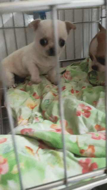 Chó Chihuahua đực. Mua bán Chó tại Quận Bình Thạnh Tp Hồ Chí Minh được đăng bởi Phương hình 1