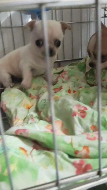 Chó Chihuahua đực. Mua bán Chó tại Quận Bình Thạnh Tp Hồ Chí Minh được đăng bởi Phương hình 1
