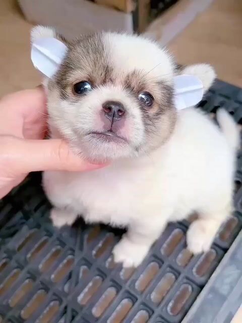 Chihou f1 cái mini 2 tháng. Mua bán Chó tại Quận Bình Tân Tp Hồ Chí Minh được đăng bởi Minh nguyễn  hình 1