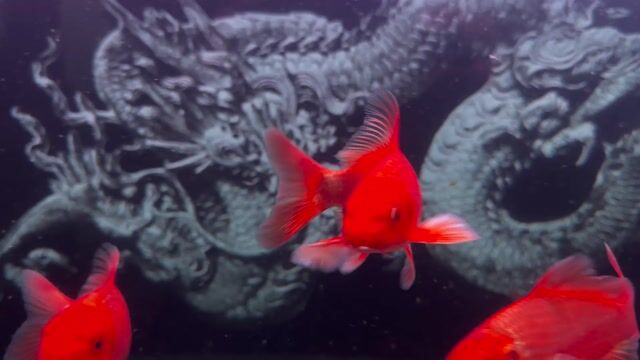 Cá Phi tần cửu cáp Đỏ 16-18cm. Mua bán Thú cưng khác tại Quận Ngũ Hành Sơn Đà Nẵng được đăng bởi Trần Văn Vinh hình 1