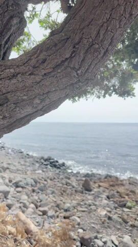 Madalena do Mar shore from under the trees