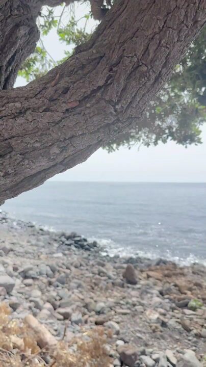 Madalena do Mar shore from under the trees: video from Madalena do Mar, Madeira