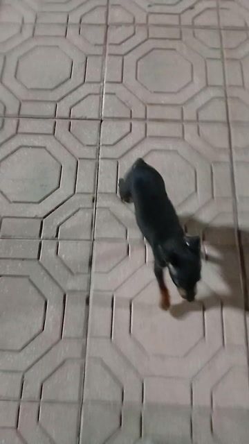 Chó Phốc chuột đực 3 tháng. Mua bán Chó tại Quận Hà Đông Hà Nội được đăng bởi Nguyễn Phương Hảo hình 1