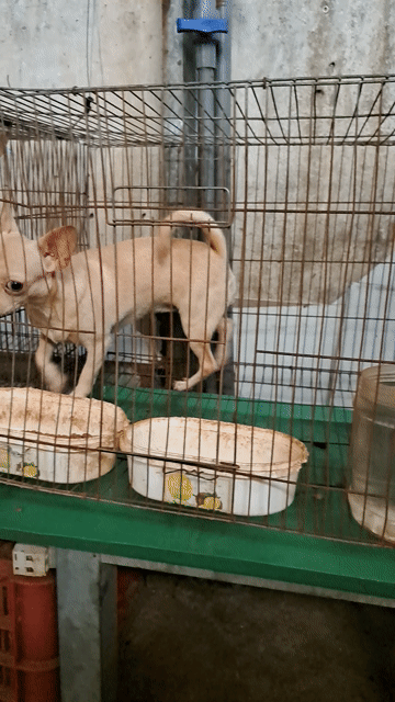 Chó Chihuahua cái 5 tháng đã tiêm. Mua bán Chó tại Quận 12 Tp Hồ Chí Minh được đăng bởi chu thi thu ha hình 1
