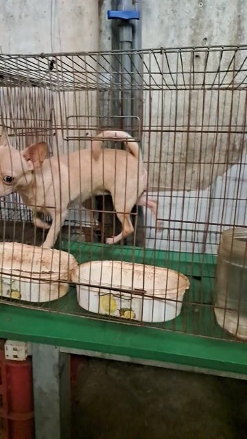 Chó Chihuahua cái 5 tháng đã tiêm. Mua bán Chó tại Quận 12 Tp Hồ Chí Minh được đăng bởi chu thi thu ha hình 1